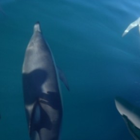 9月15日（火）： Swimming with Dolphins